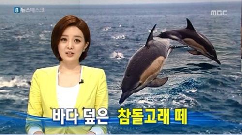 울산에서 참돌고래떼가 발견됐다. ⓒ MBC 방송화면 캡처