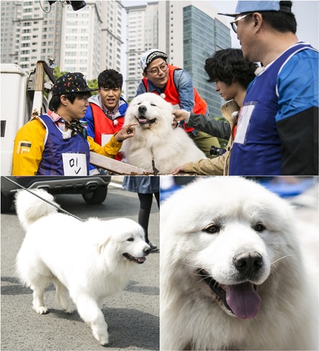 '1박 2일'에 등장한 호야. 국민애견 '상근이'의 아들이다. ⓒKBS 제공