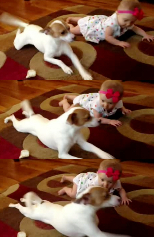 기는 법 전수하는 강아지 ⓒ 유튜브 영상 캡처