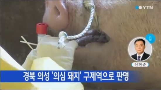 경북 의성에서 구제역이 발생했다. ⓒ YTN 방송 화면 캡처