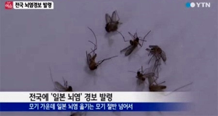 전국에 일본뇌염 경보가 발령됐다. ⓒ YTN 방송화면