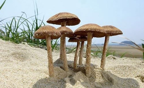 모래서 자라는 버섯 발견 ⓒ 국립공원관리공단