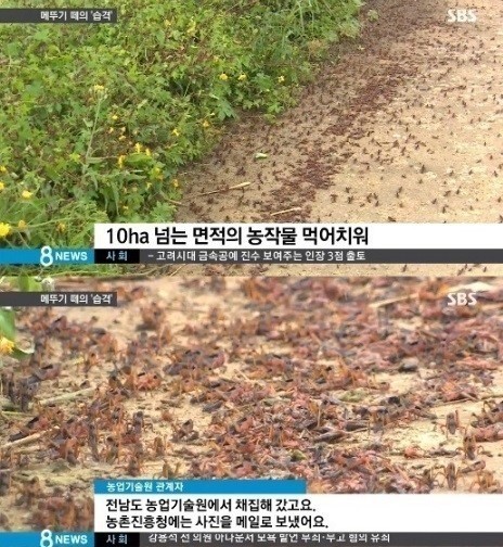 해남 메뚜기떼 ⓒ SBS 방송화면