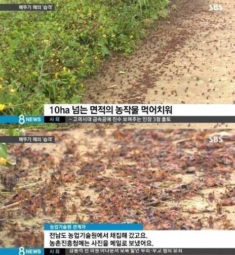 해남 메뚜기떼 습격 ⓒ SBS 방송화면