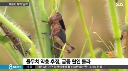 해남 메뚜기떼 정체 ⓒSBS 뉴스화면