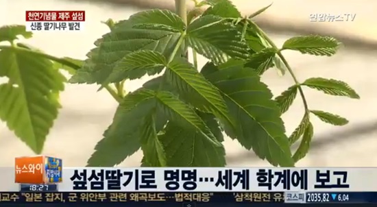 신종딸기나무발견 ⓒ 연합뉴스TV