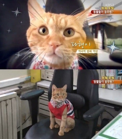 고양이 명예 역장 ⓒ KBS 방송화면