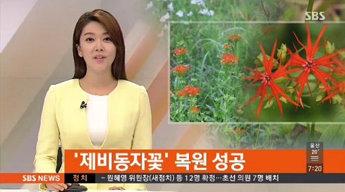 멸종위기 제비동자꽃 복원 ⓒ SBS 방송화면