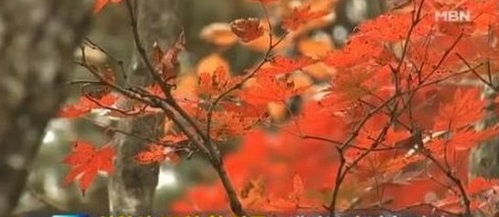 울릉국화 ⓒ SBS