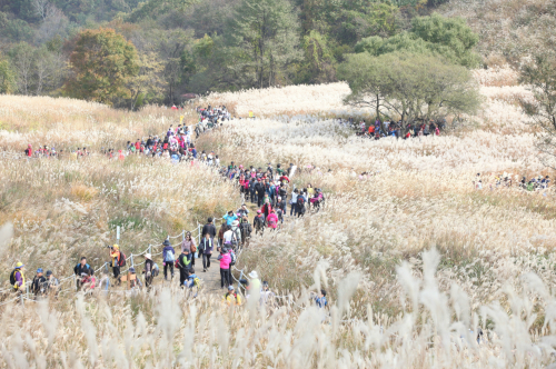 전국 억새 명소 ⓒ 포천시청