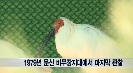 창녕 따오기 증가 ⓒ 연합뉴스TV