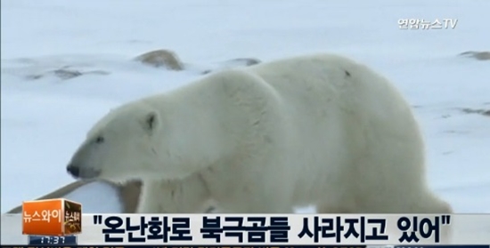 북극곰 개체 수 급감 ⓒ 연합뉴스 TV