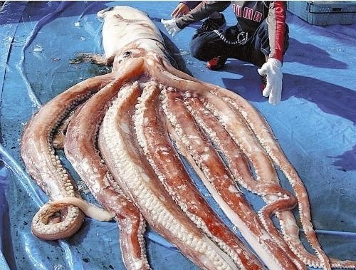 7.6m 대왕오징어가 잡혔다. ⓒ 요미우리신문