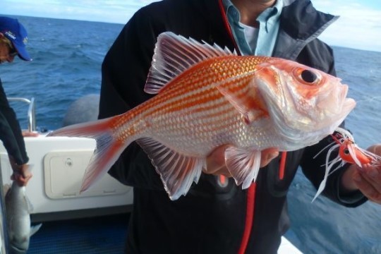 84세 장수 물고기 ⓒ Fishing Australia