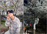 에헤이…'S대 출신 배우' 최성준, 벚꽃 구경가서 나무는 왜 타나 '눈살+뭇매'