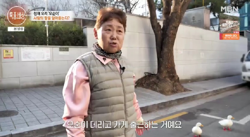 오리세상 이미지