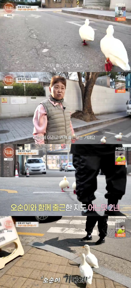 오리세상 이미지