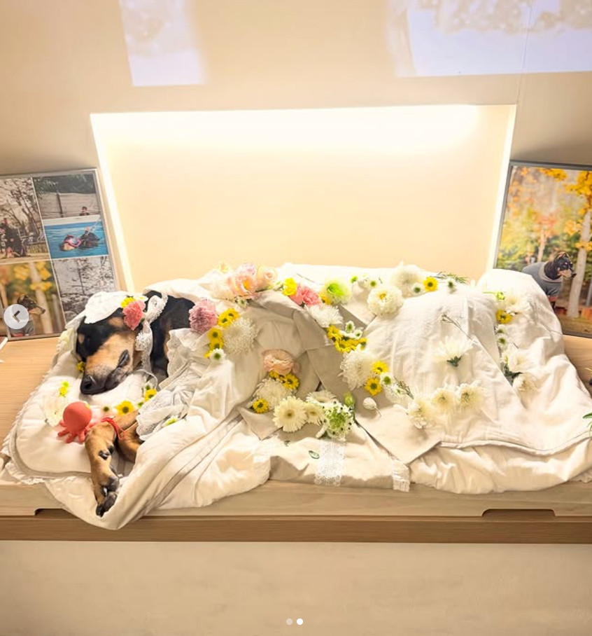 배정남 반려견 벨.