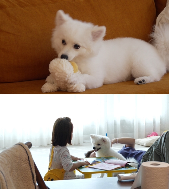 사진= 채널A '개와 늑대의 시간'제공