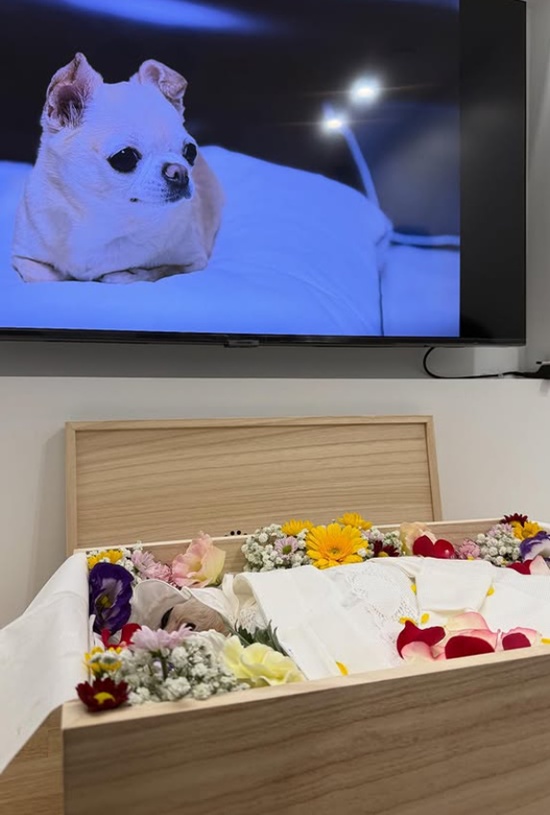 이지혜 반려견 요다