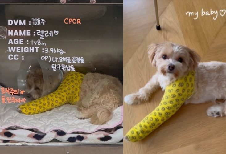 한예슬 인스타그램, 반려견