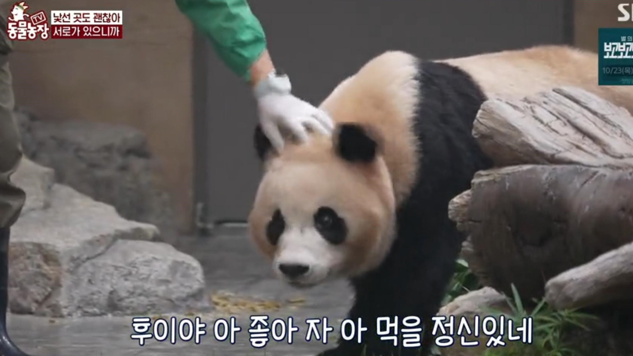 'TV 동물농장' 방송 화면