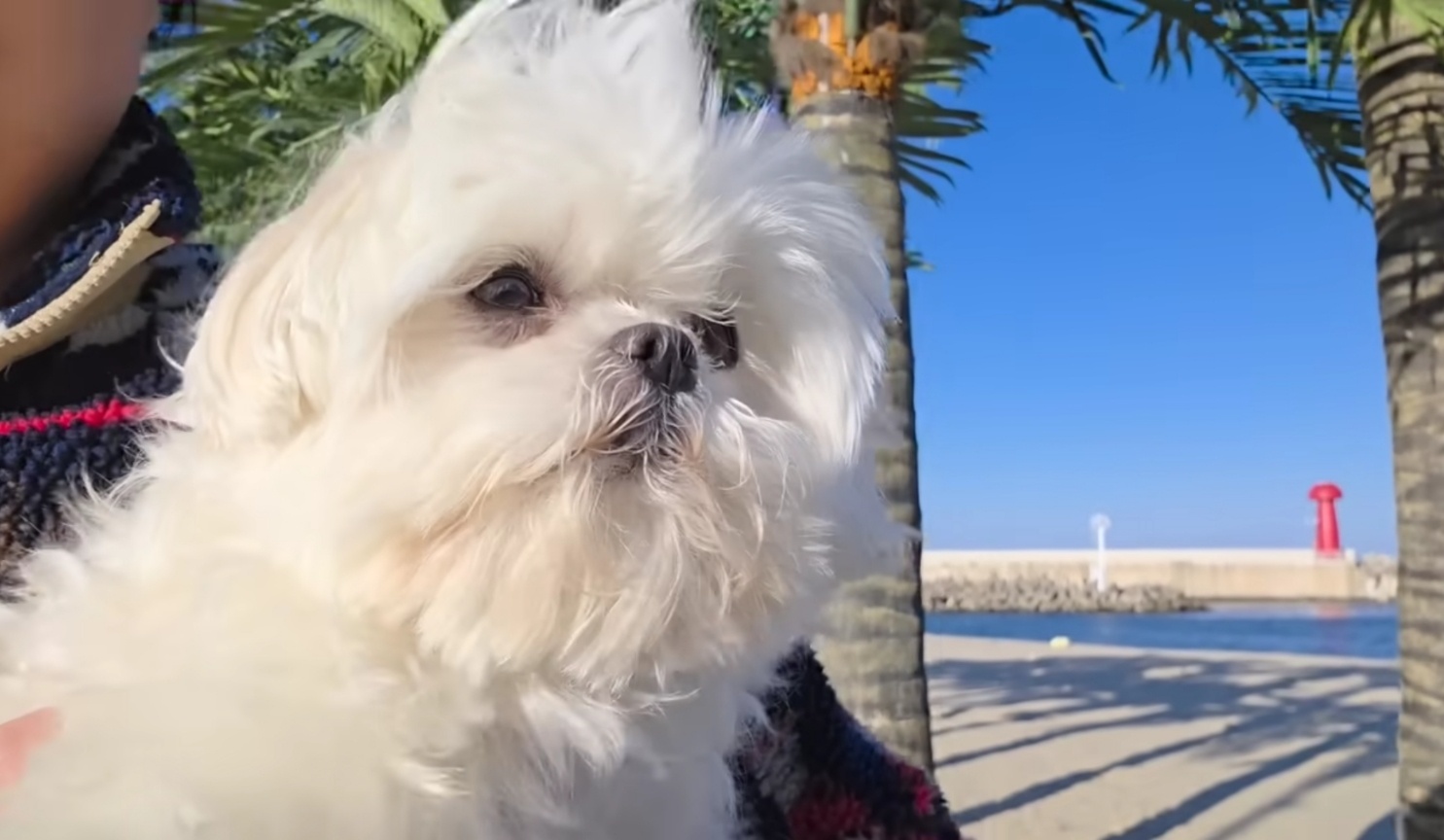 유튜브 채널 '꽃분이' 영상 캡처