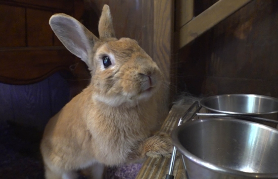 SBS 'TV 동물농장'