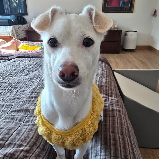 선혜윤 반려견 SNS