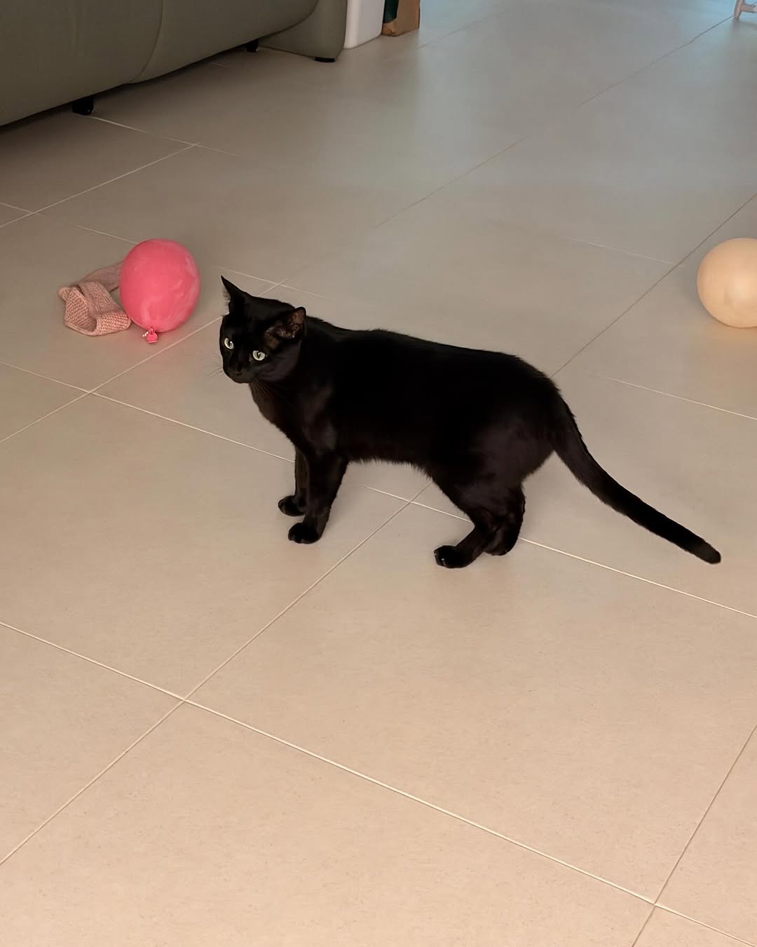 박수홍 반려묘 다홍