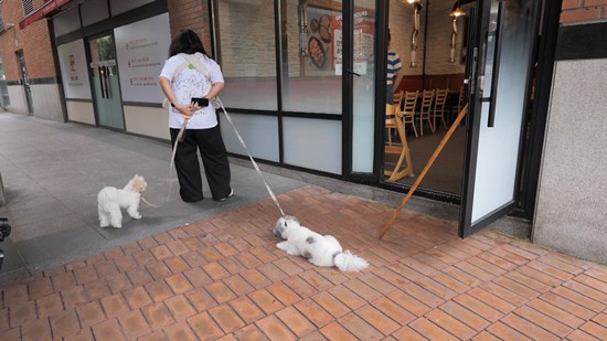 KBS 2TV '개는 훌륭하다'