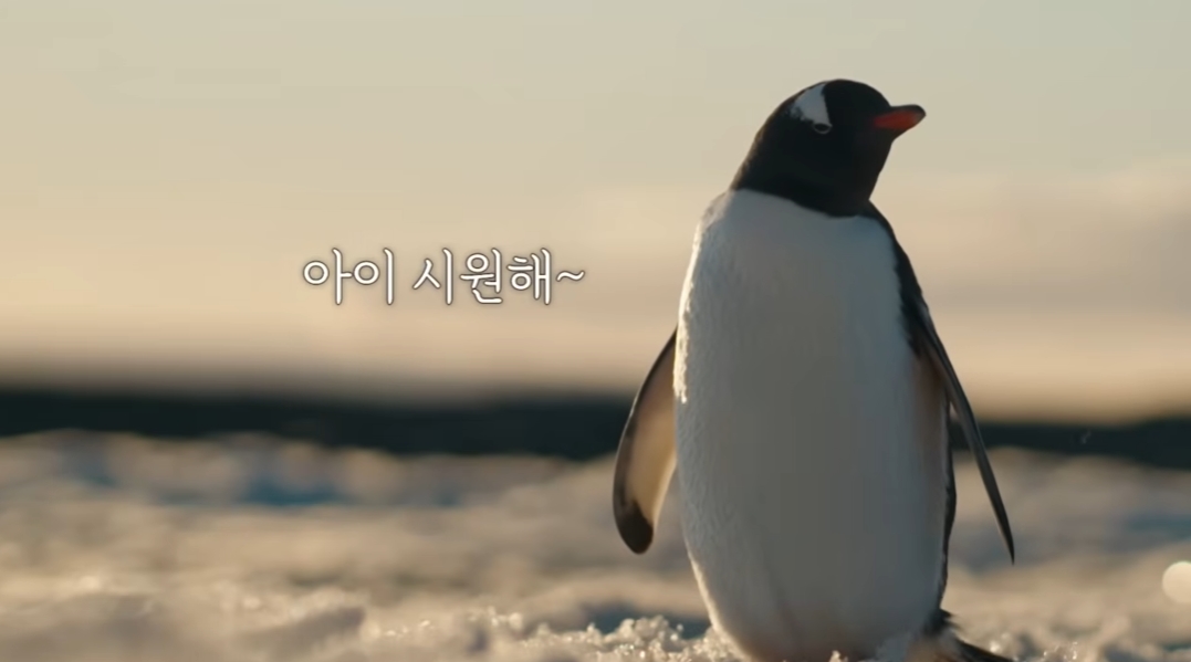 MBC '남극의 셰프'