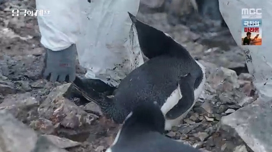사진= MBC '기후환경 프로젝트 - 남극의 셰프' 방송 캡처