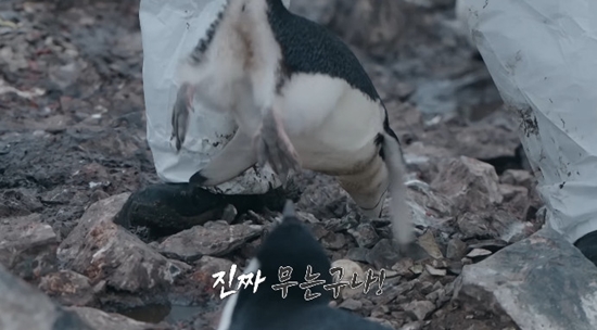 사진= MBC '기후환경 프로젝트 - 남극의 셰프' 방송 캡처
