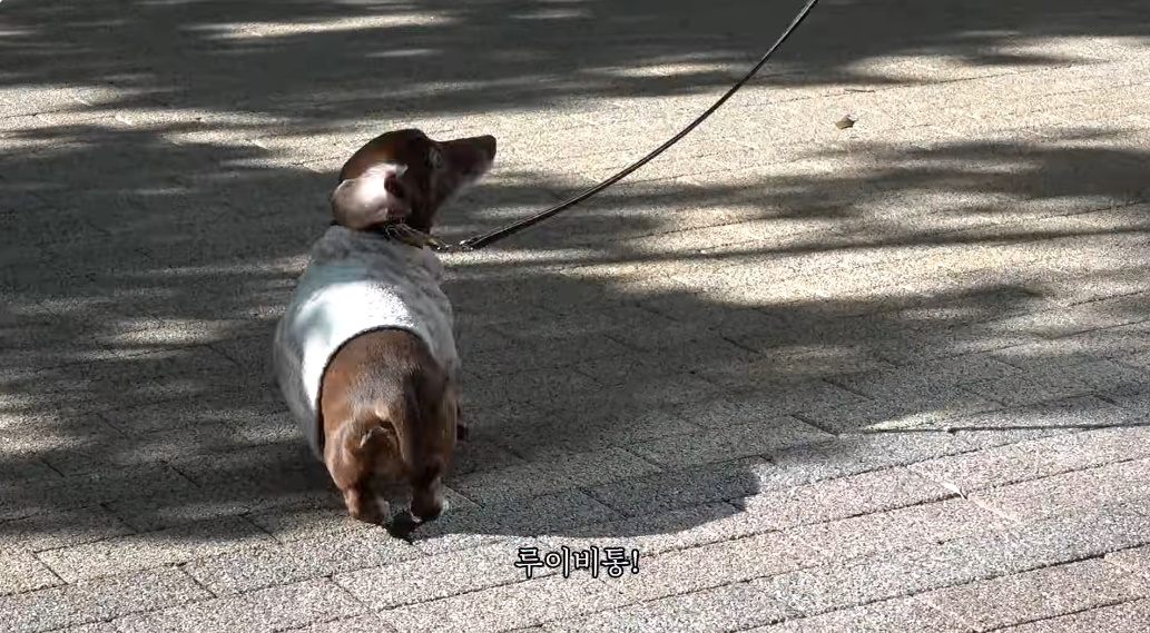​​유튜브 채널 '추성훈'