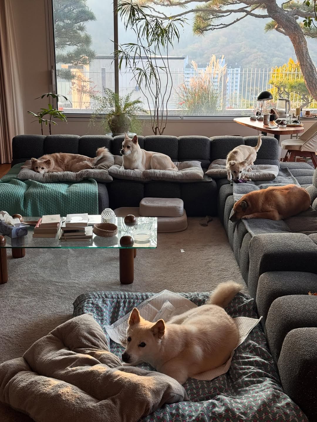 이상순, 이효리 부부의 집. 사진= 이상순 SNS