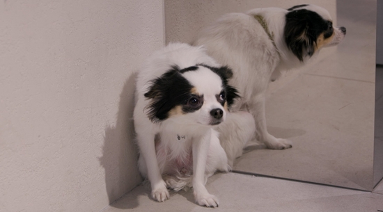 채널A '개와 늑대의 시간2'