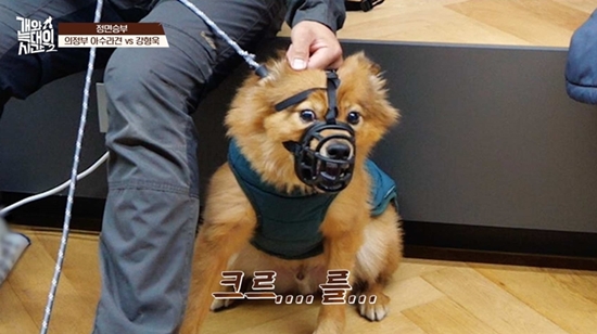 채널A '개와 늑대의 시간2'