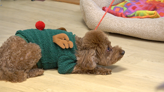 KBS 2TV '개는 훌륭하다'