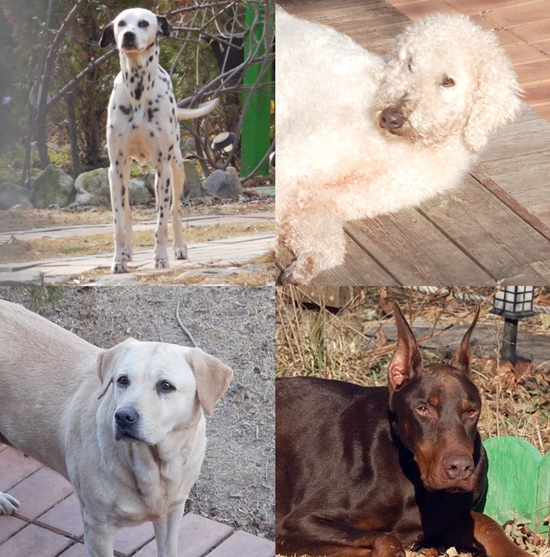 채널A '개와 늑대의 시간2'