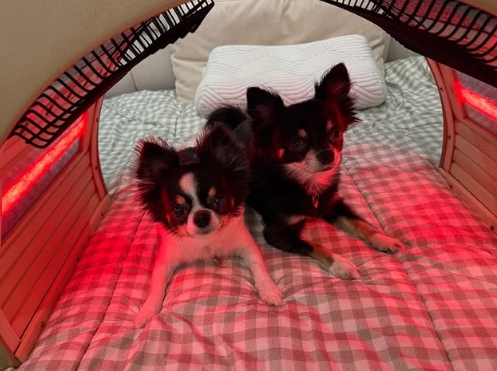 김지민-김준호 반려견