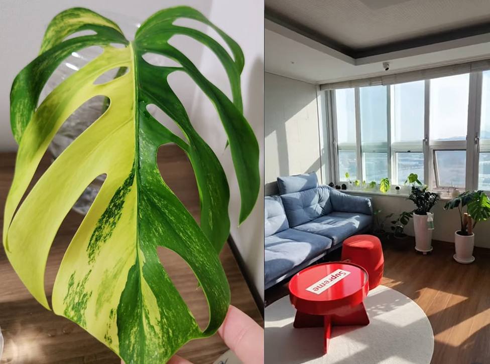 주사이모 A씨 계정