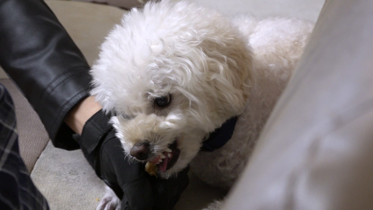 KBS2 ‘개는 훌륭하다’