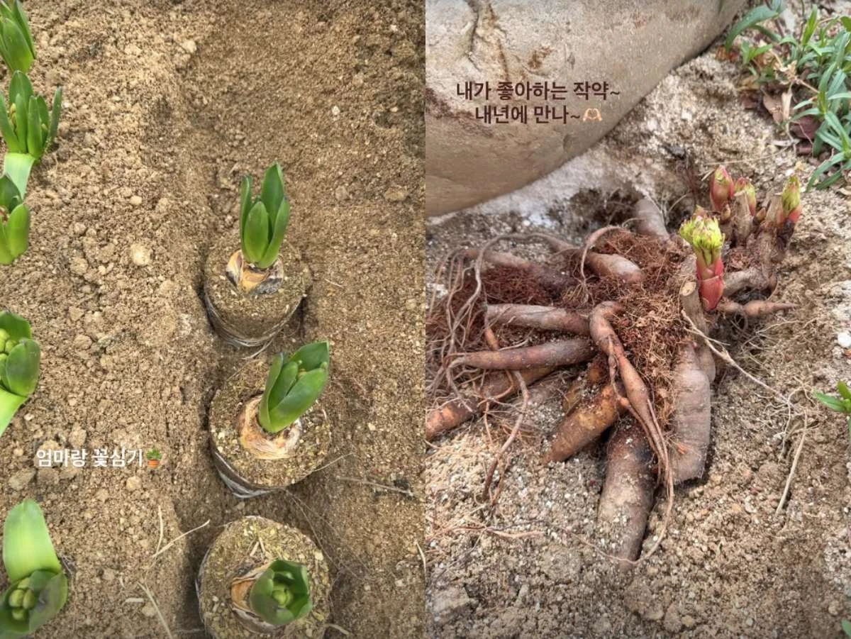 사진 = 송혜교 계정