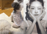 '결혼♥' 최준희, 신혼 여행지는 미국…반려견 아기들도 다 같이 [★해시태그]