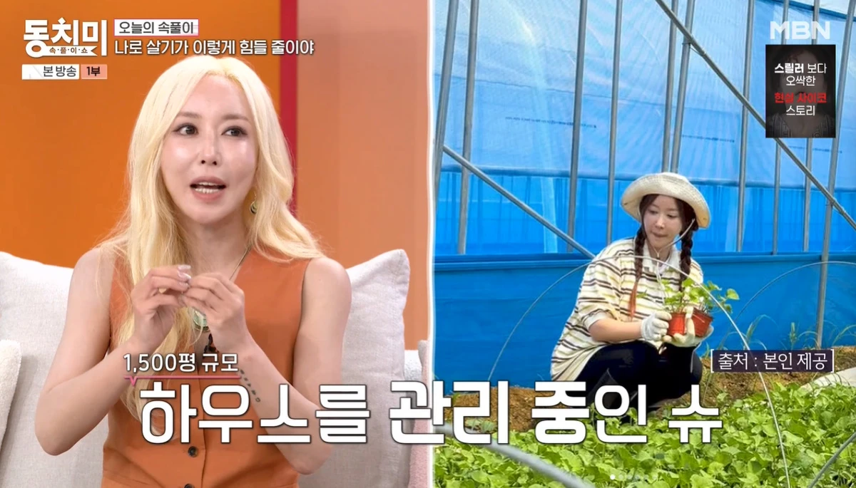 MBN 방송화면