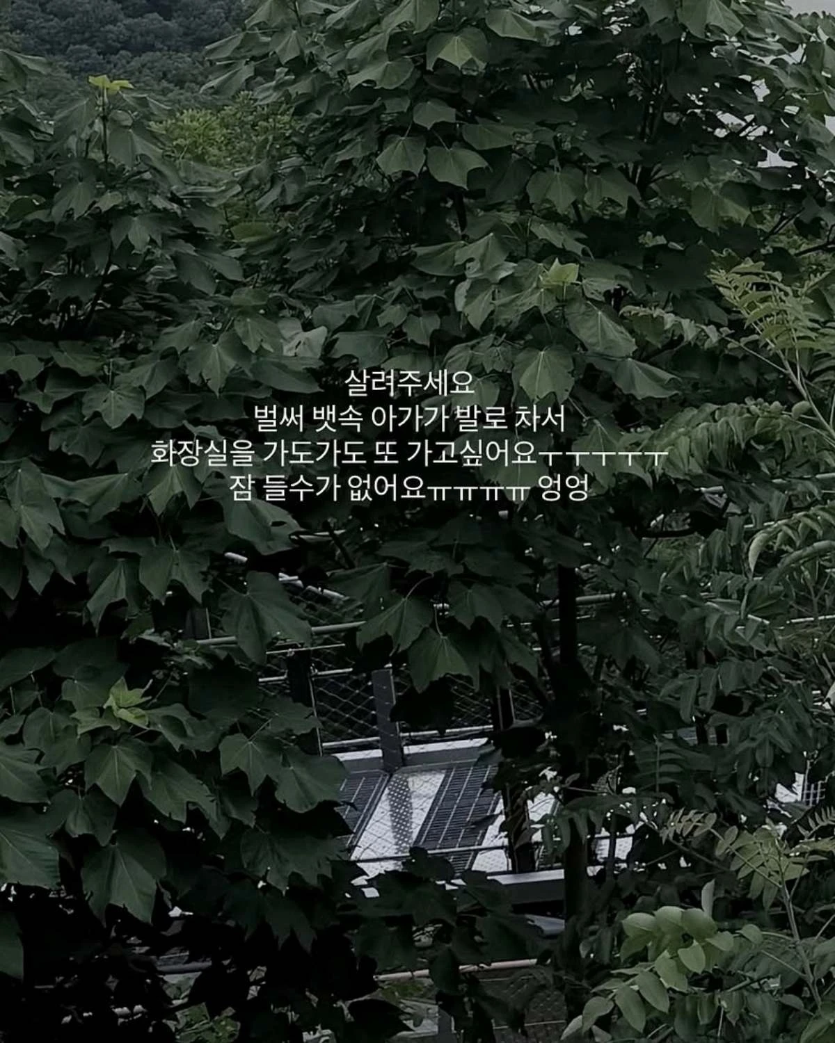 사진 = 아야네 계정