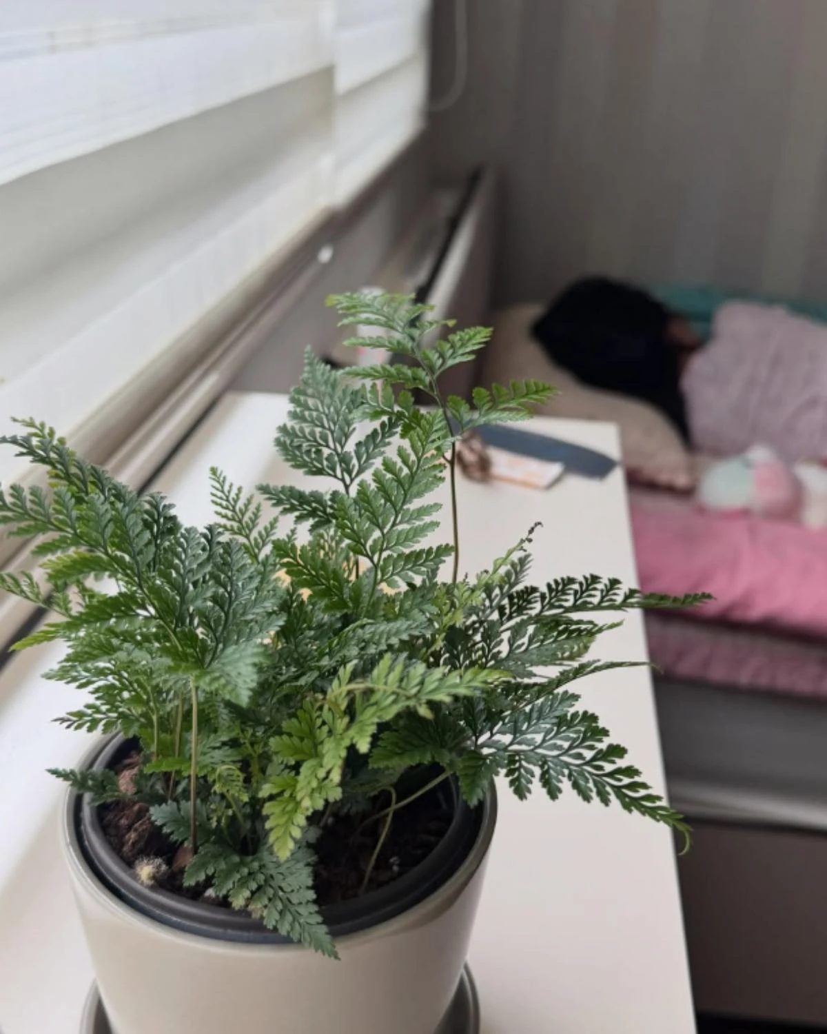 사진 = 한유라 계정