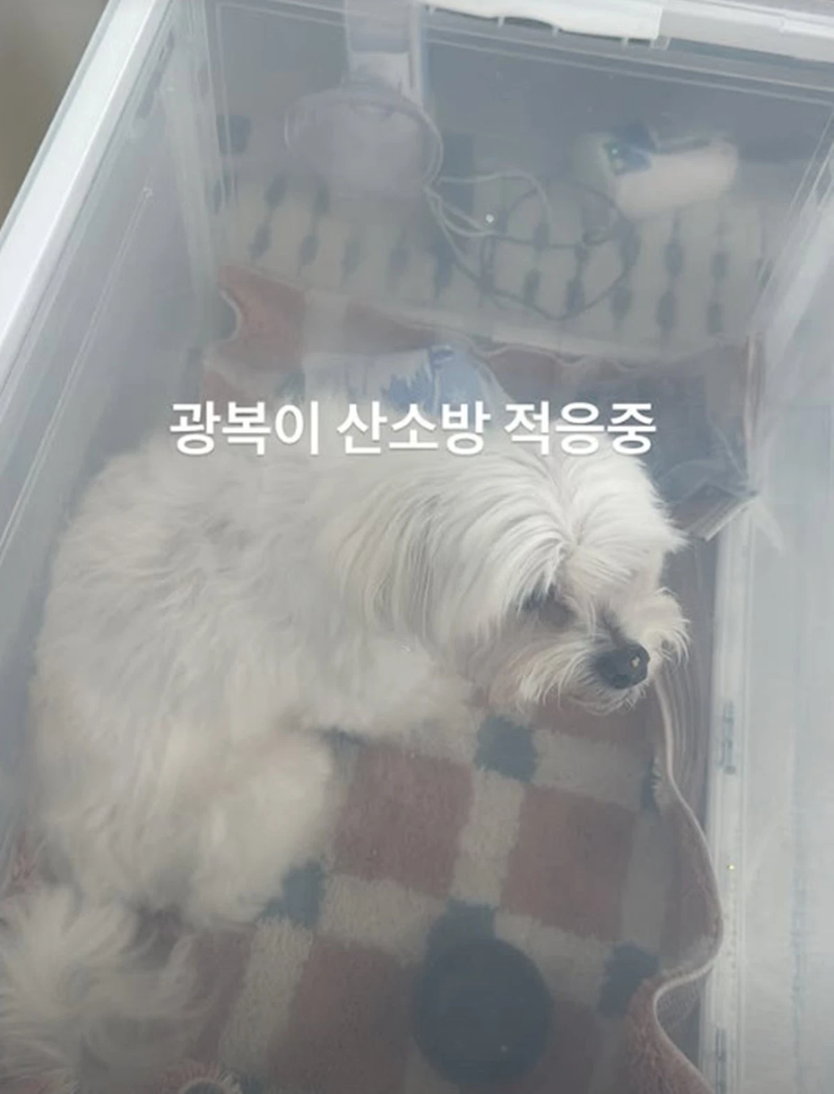 사진 = 박성광 계정