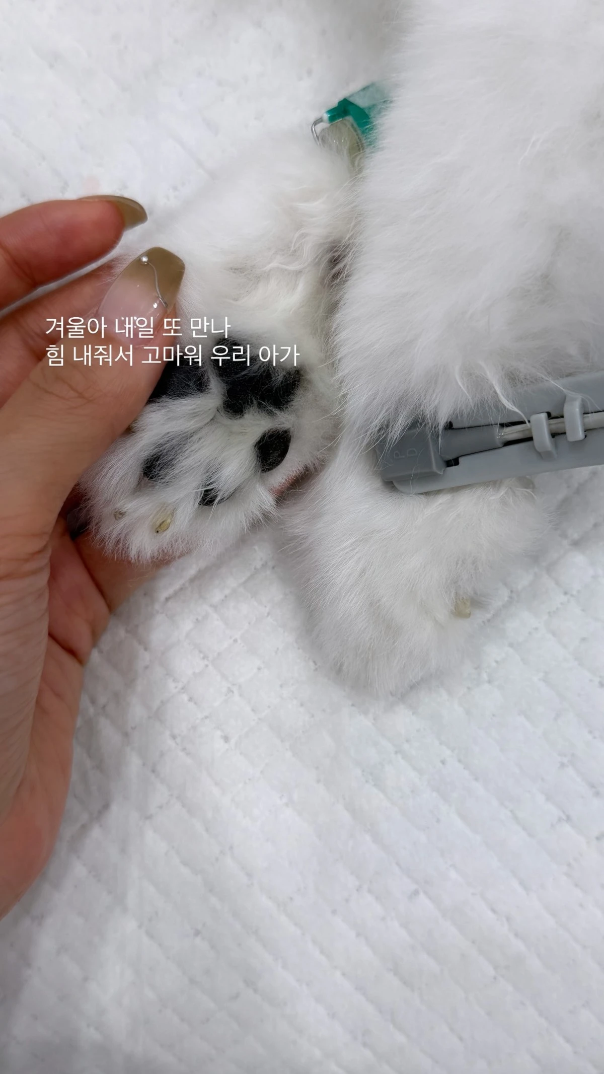 사진 = 이솔이 계정